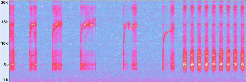 spectrogram of insect_friend